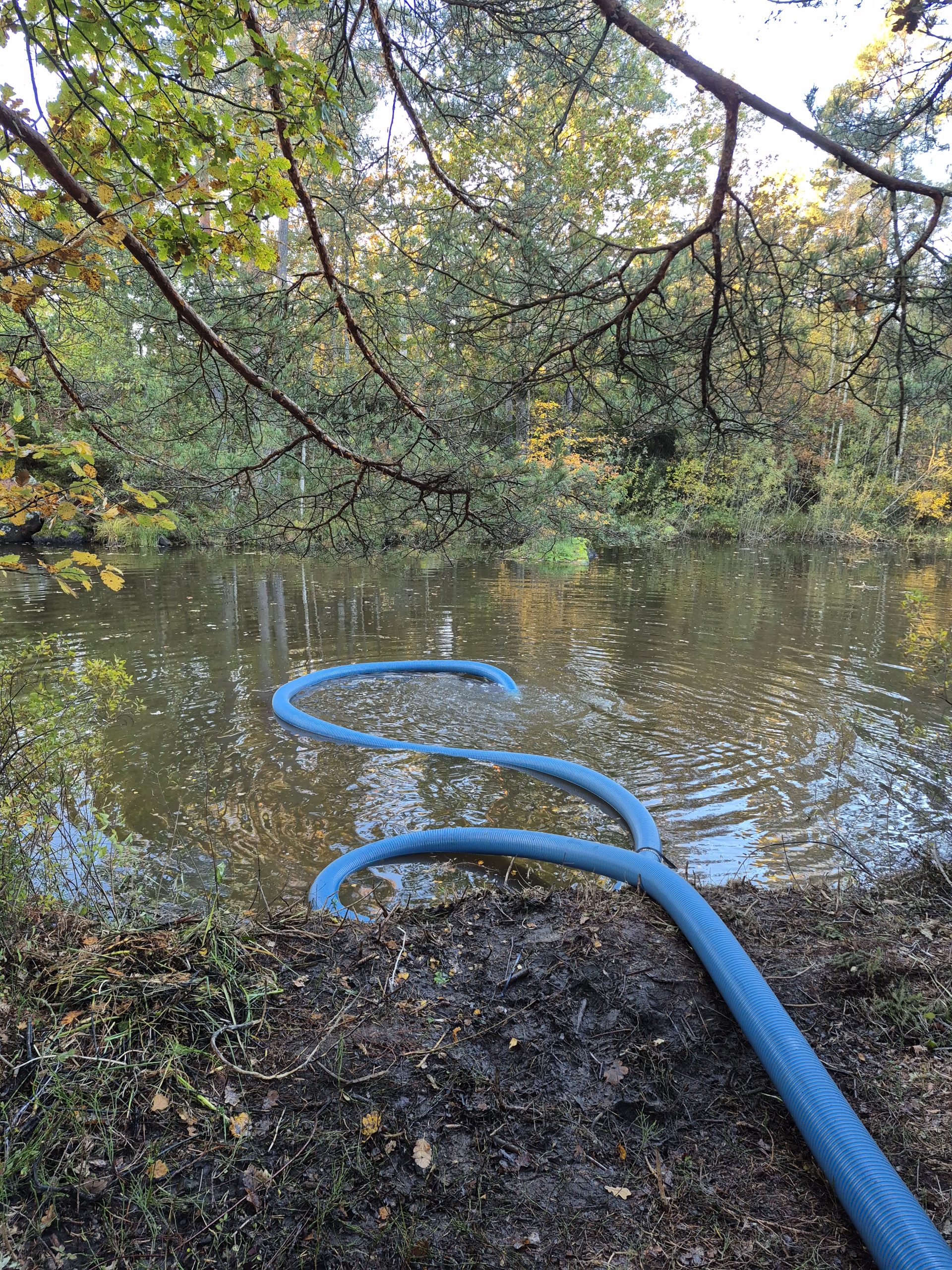 Sugmuddring i sjö